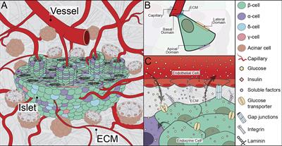 The Foundation for Engineering a Pancreatic Islet Niche